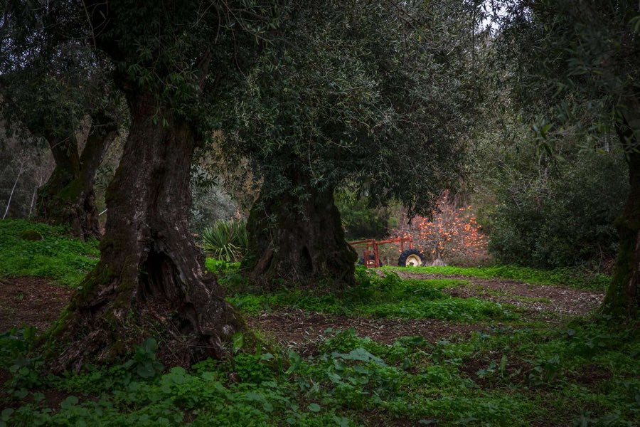 Oliveiras centenárias ao entardecer na Quinta dos Cabaços