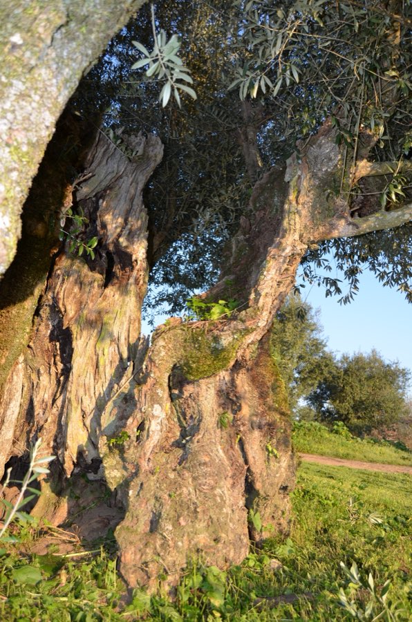 Tronco de uma oliveira milenar