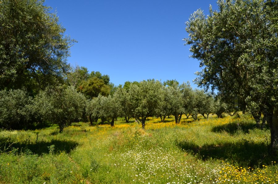 Olival com flores silvestres na primavera