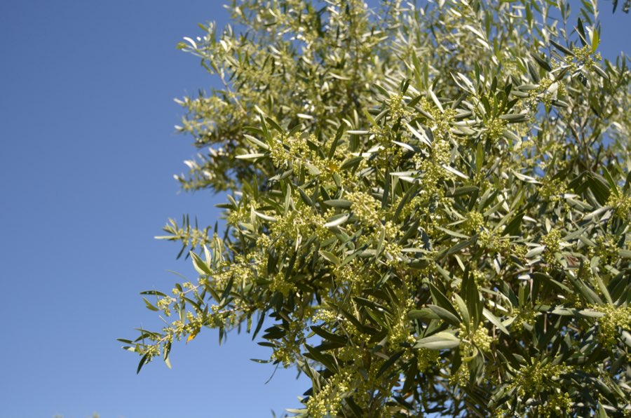Flor da oliveira contra o céu