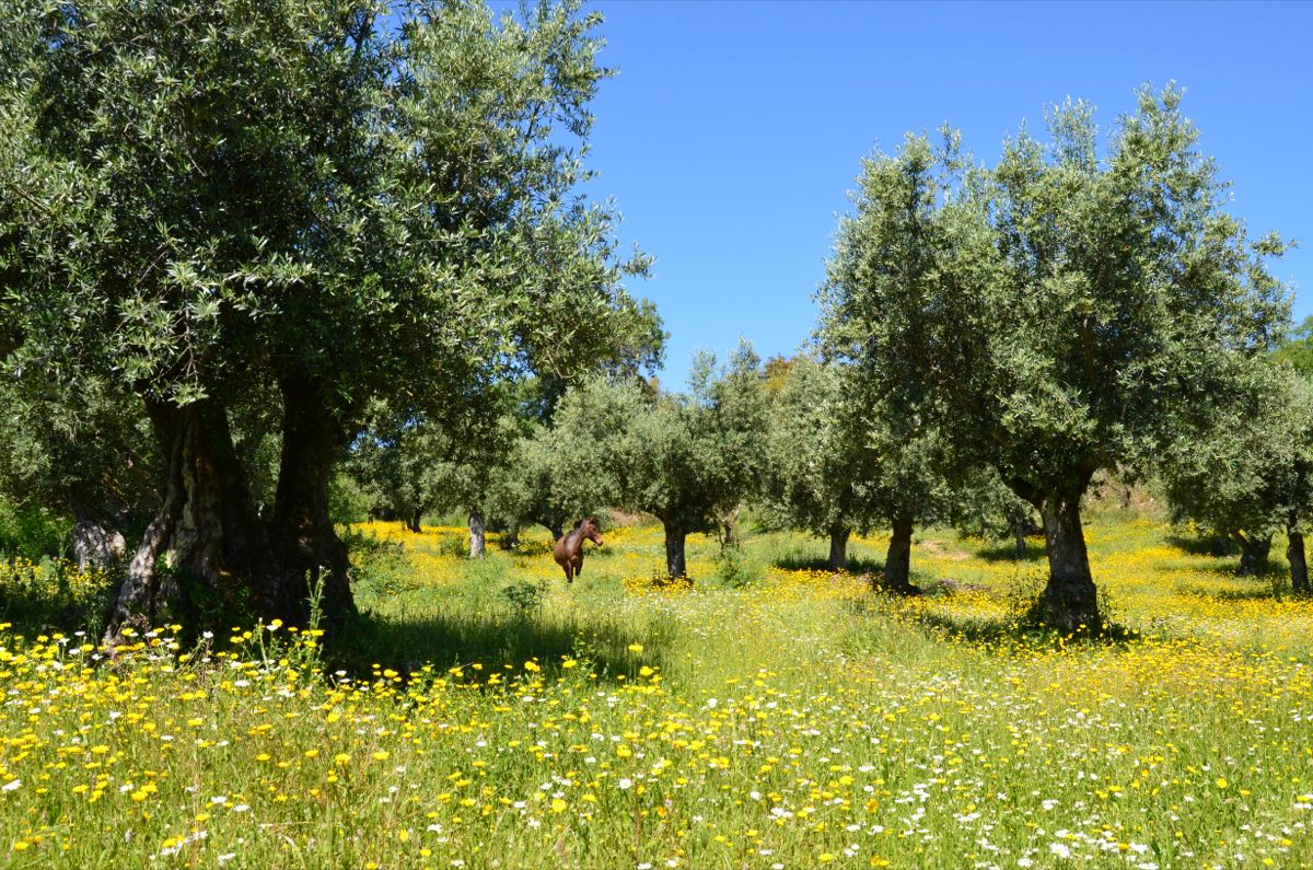 Olival florido na primavera, Quinta dos Cabaços