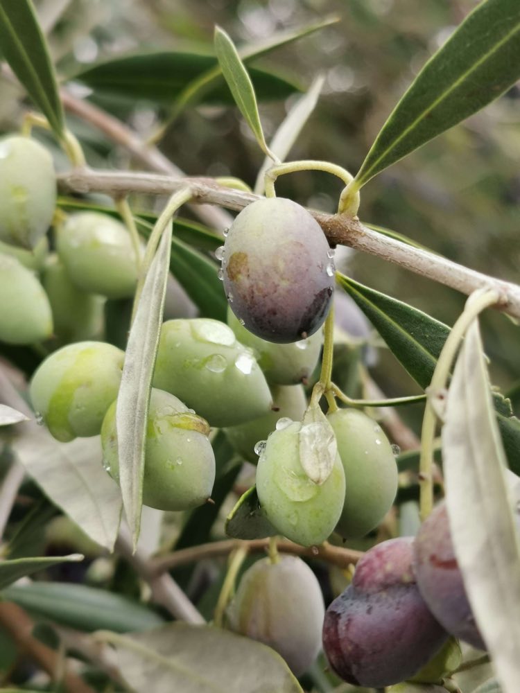 Azeitonas Galega na oliveira, com gotas de orvalho